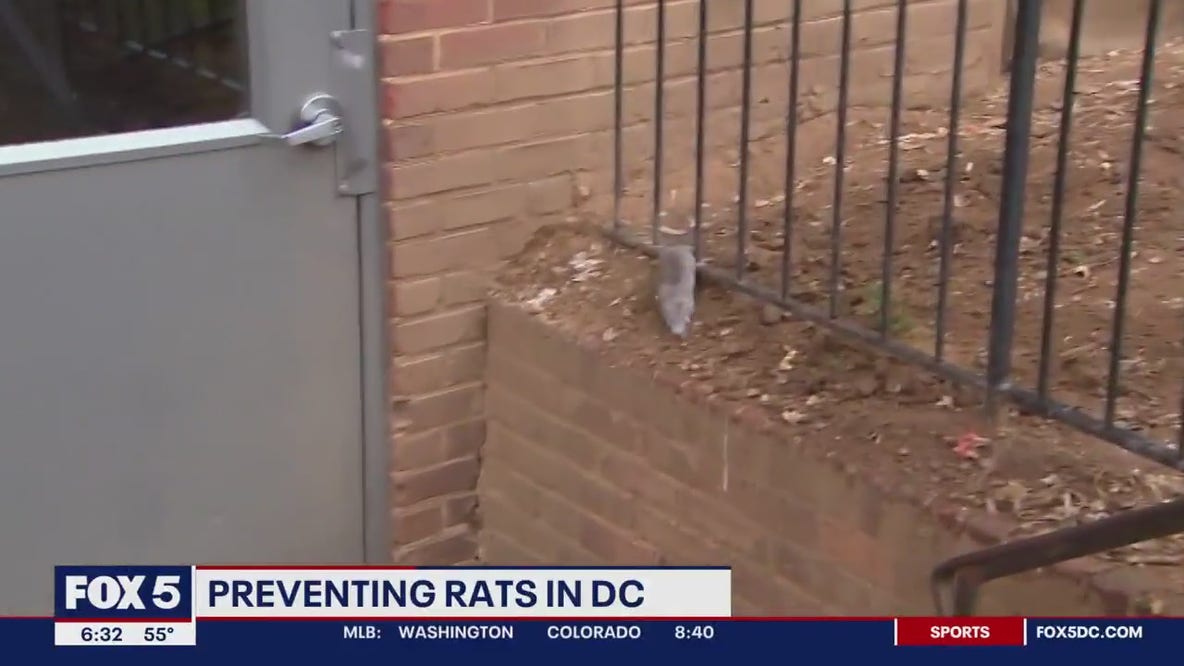 DC Health demonstrates how they work to address the rodent problem